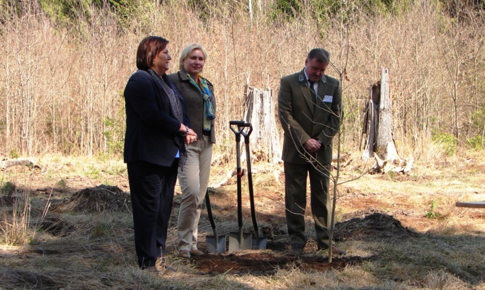 Anna Komorowska sodina ąžuoliukus