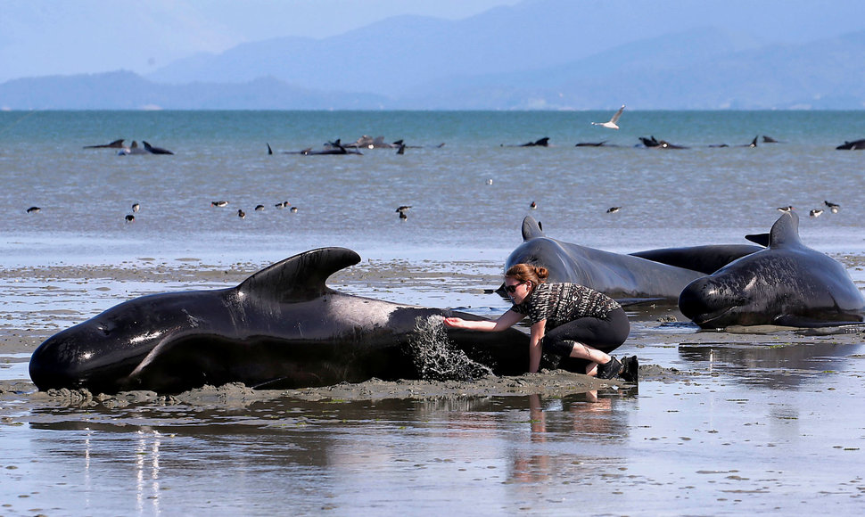 Ant kranto įstrigę delfinai N.Zelandijoje
