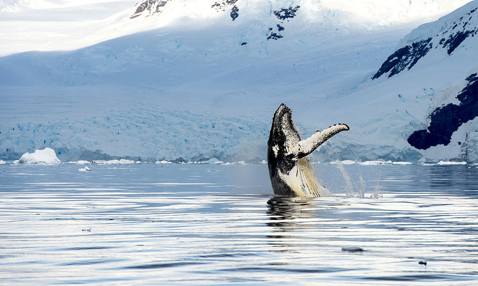 Išnyrantys banginiai, Aliaska, JAV