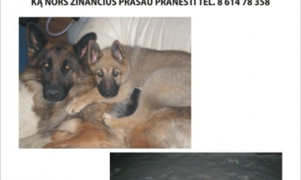 Įkrauk.lt nuotrauka