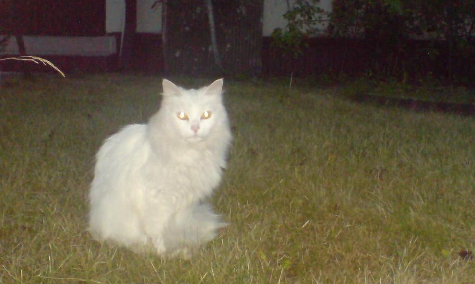 Gražuolė angorinė katė – be namų