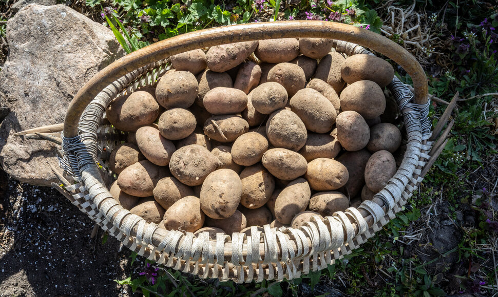 Juozo bulviasodžio talka Kaniavos (Varėnos raj,) kaime