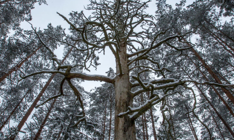 Dainavos girioje pasislėpusi šimtametė Dubo pušis 