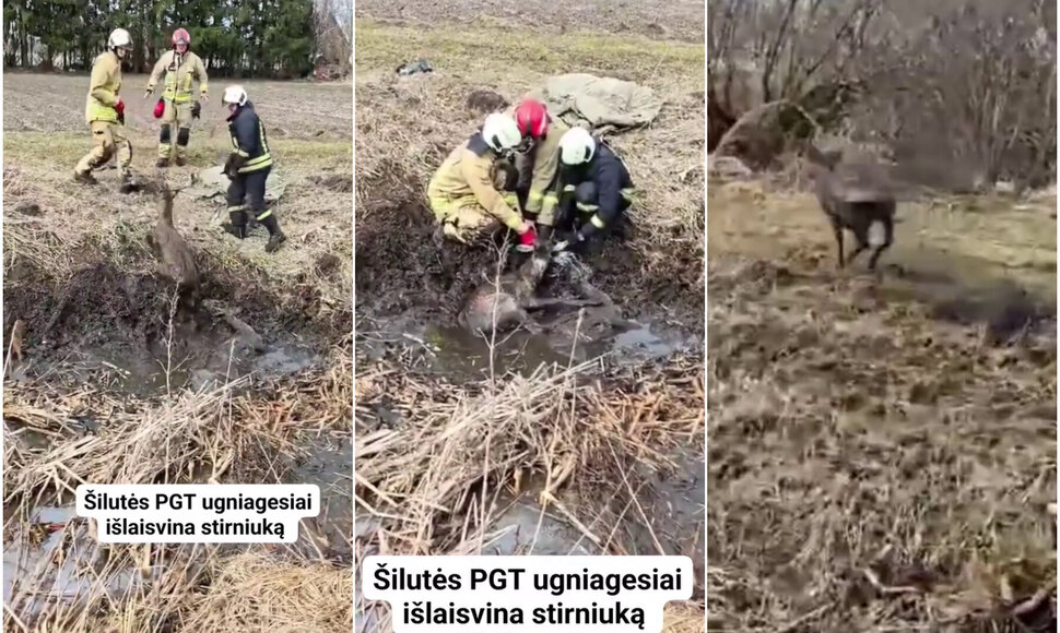 Šilutės ugniagesiai išlaisvino stirniuką