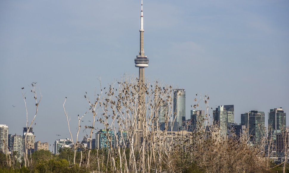Paukščiai tupintys medžiuose Toronto fone