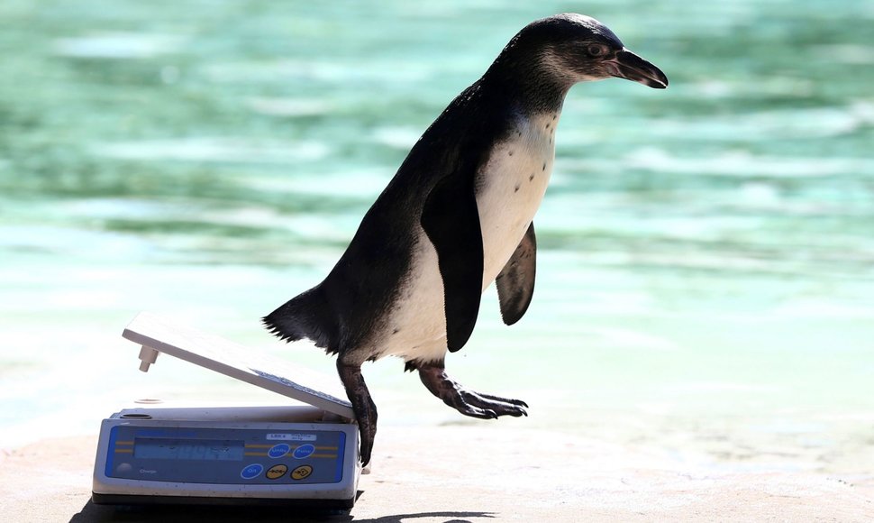 Londono zoologijos sode pasvertas pingvinas nušoka nuo svarstyklių