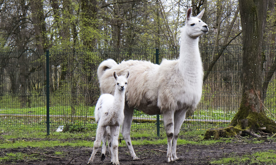 Lama Aistė su mama