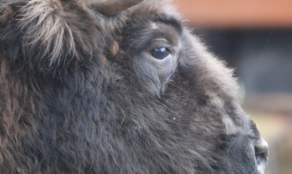 Stumbrų šeimyna Lietuvos zoologijos sode