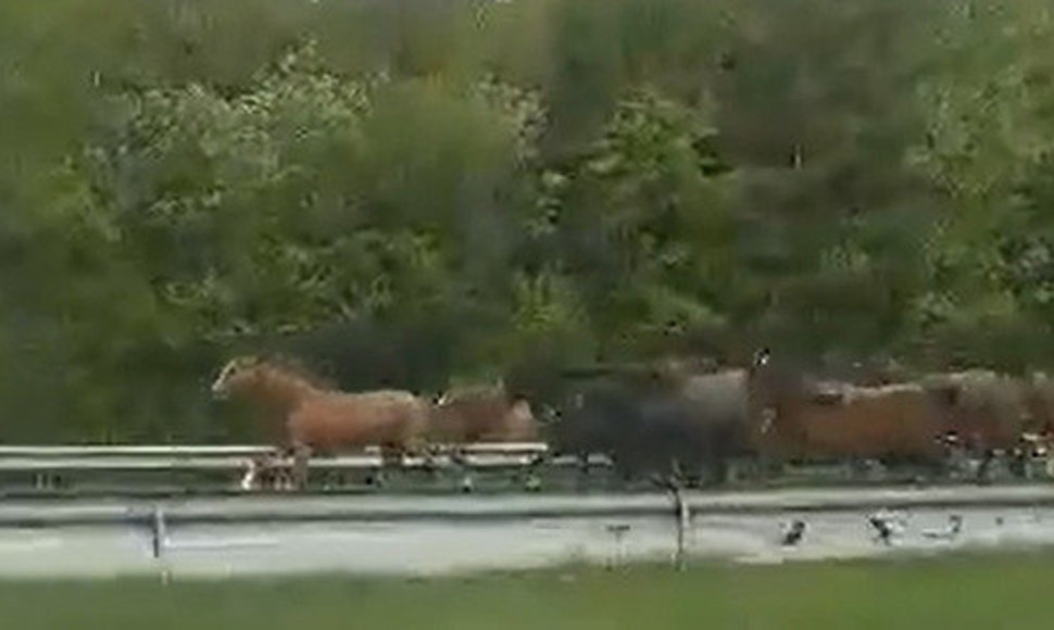 Magistraliniu keliu tarp mašinų bėgo būrys žirgų