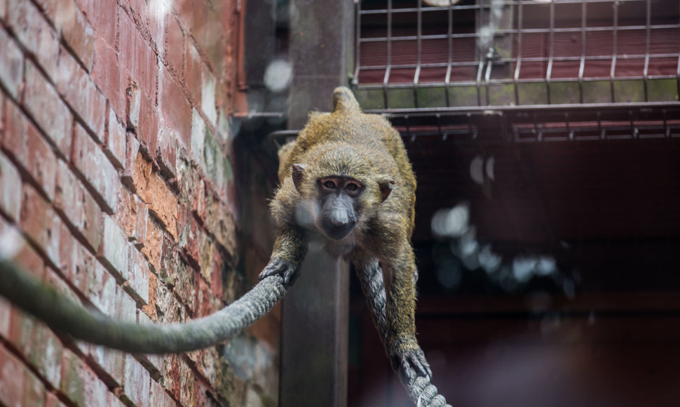 Beždžionių gyvenimas Kauno zoologijos sode