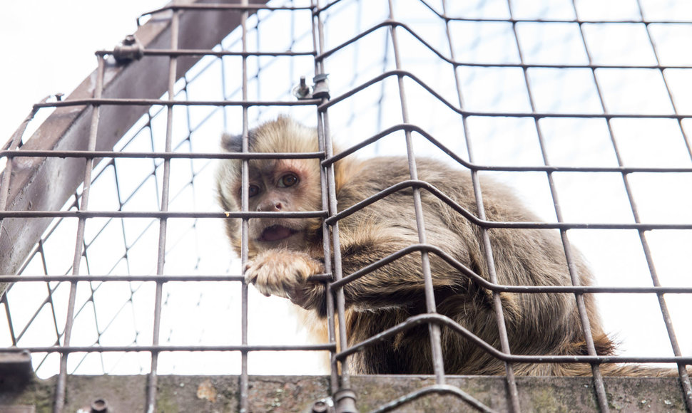 Beždžionių gyvenimas Kauno zoologijos sode