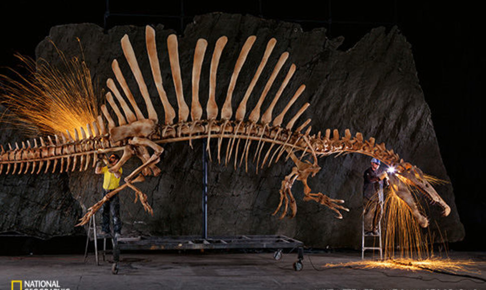Darbininkai šlifuoja grublėtas realaus dydžio spinozauro griaučių briaunas. Šie gyvūno sandarą tiksliai atspindintys griaučiai sukurti pagal skaitmeninius duomenis. Mokslininkai sukūrė skaitmeninį modelį remdamiesi kompiuterinės tomografijos skaitytuvais gautomis fosilijų skenogramomis, neišlikusių 