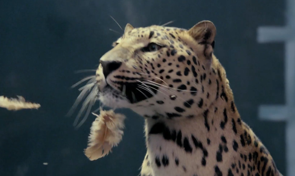 „Jaguar“ reklamos „vinis“