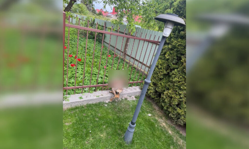Tvoroje įstrigusi stirna