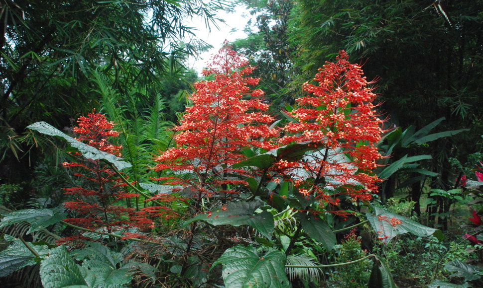 Kavos plantacija Indonezijos Javos saloje