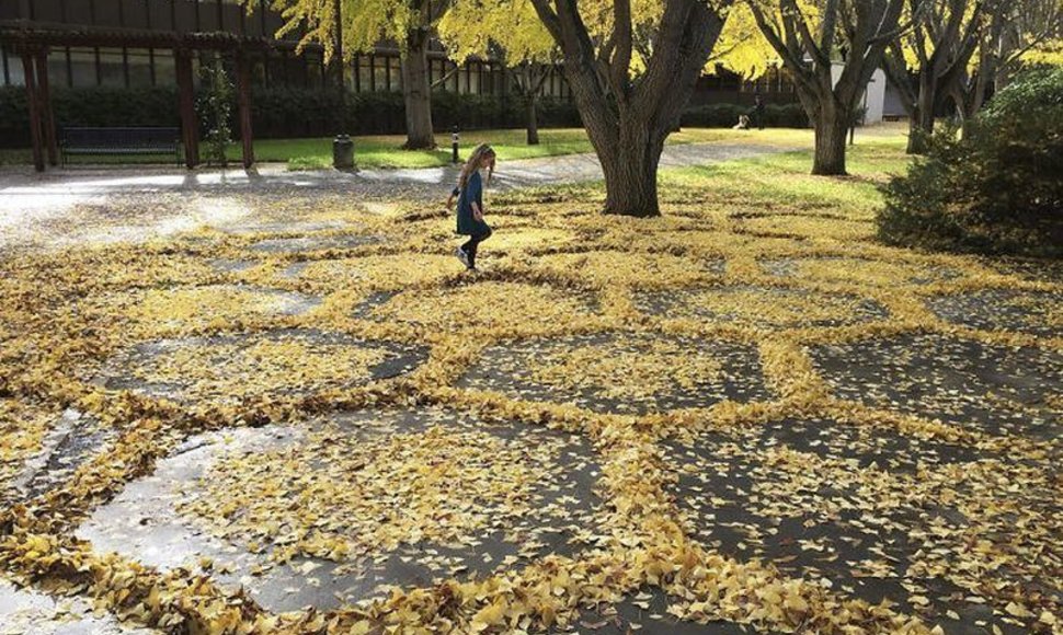 Kalifornijos menininkė miestą puošia lapais