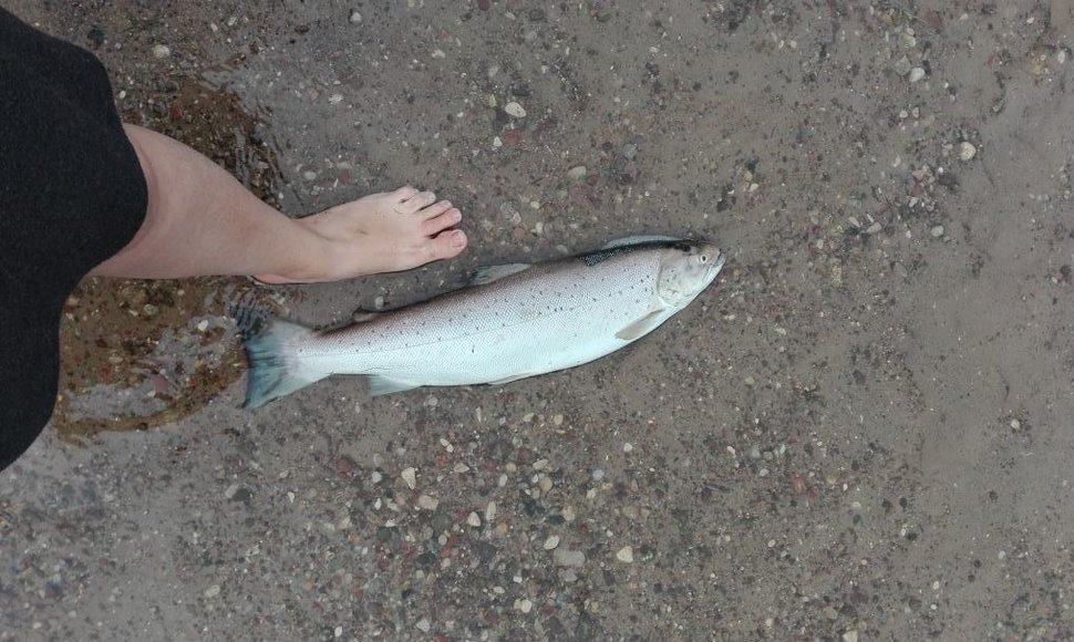 Žuvis Minijos upėje