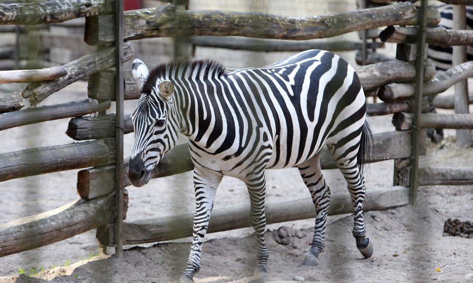 Lietuvos zoologijos sode – gausus būrys jauniklių