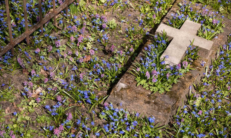 Pavasariniai žiedai Bernardinų kapinėse