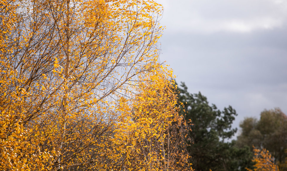 Paskutiniai auksinio rudens atvaizdai