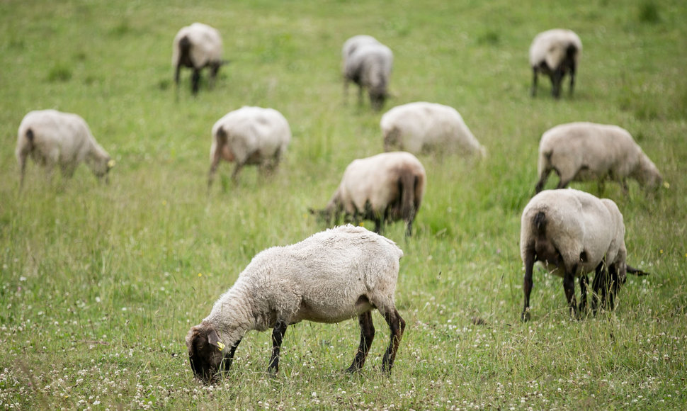 Paminklas stovi Vytauto Kondrato žemėje, kur ganosi ir avys