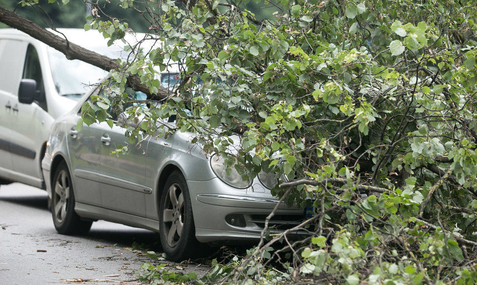 Geležinio vilko gatvėje ant automobilio užvirto medis