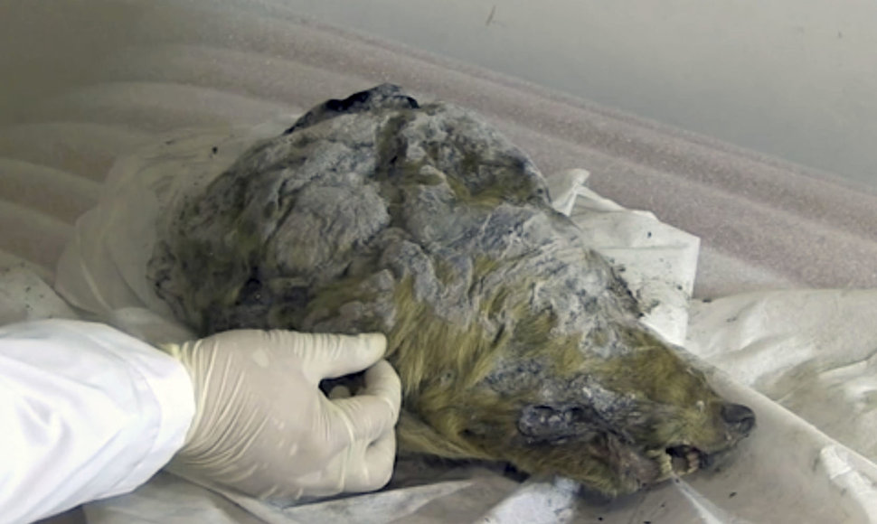 Rusijos Arktyje rasta prieš 32 tūkst. metų gyvenusio vilko galva