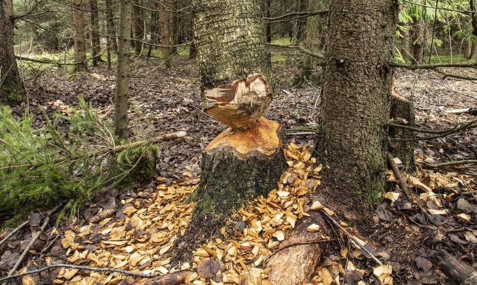 Kitų medžių nėra, tad bebrai graužia storus beržus