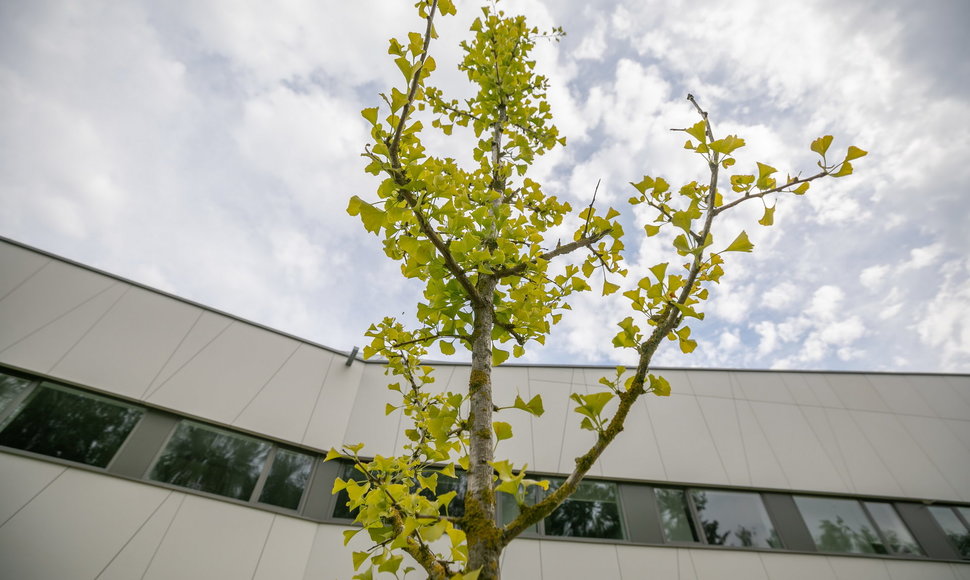 Apie koronavirusą skelbusiam Uhano gydytojui L.Wenliangui atminti Vilniuje pasodintas ginkmedis