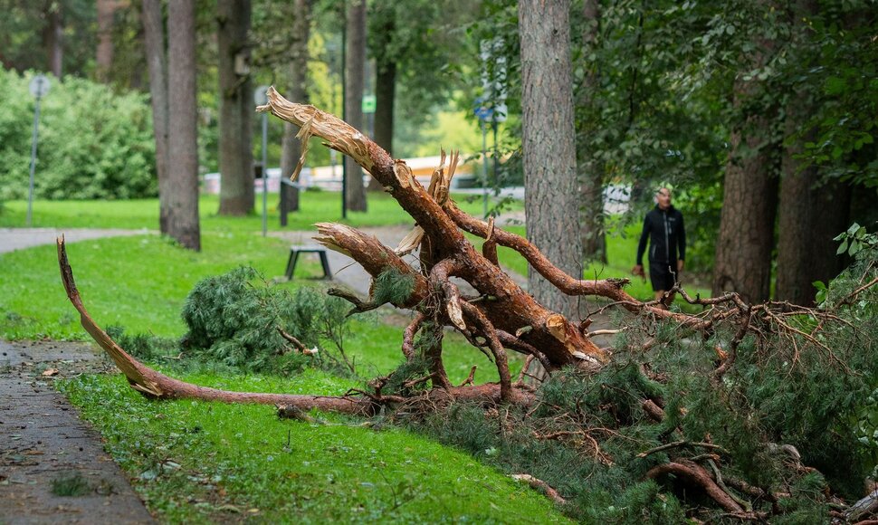 Nuvirtę medžiai Vingio parke