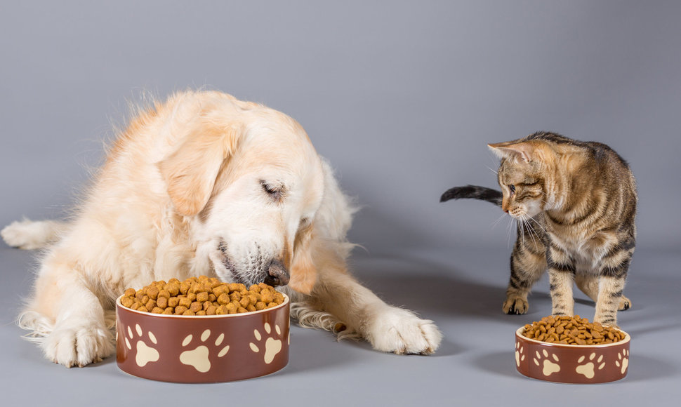 Šuo ir katė pietauja