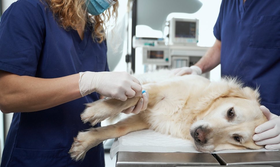 Šuo operacinėje