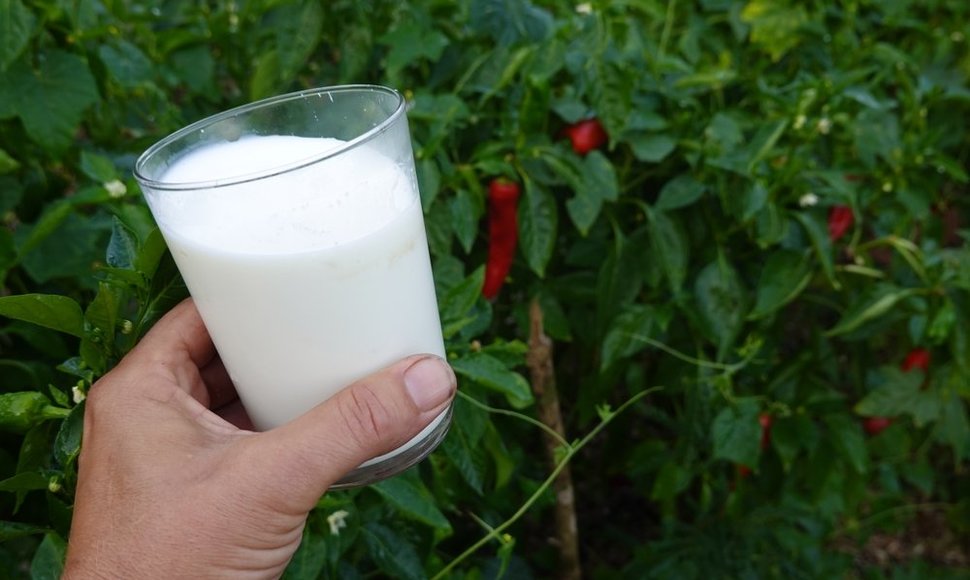 Augalų tręšimas pienu