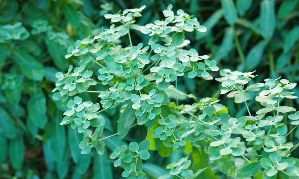 Daržinė, baltagyslė karpažolė (Euphorbia peplus)