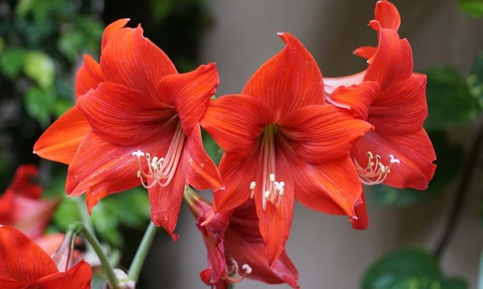Amarilis