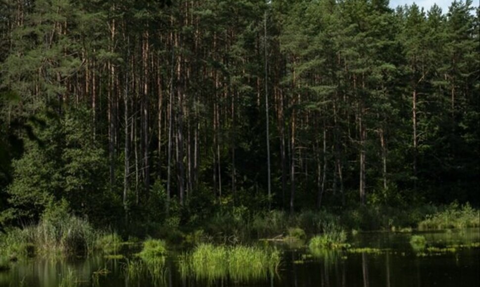 Sengirės fondo saugomas Rusakalnio miškas