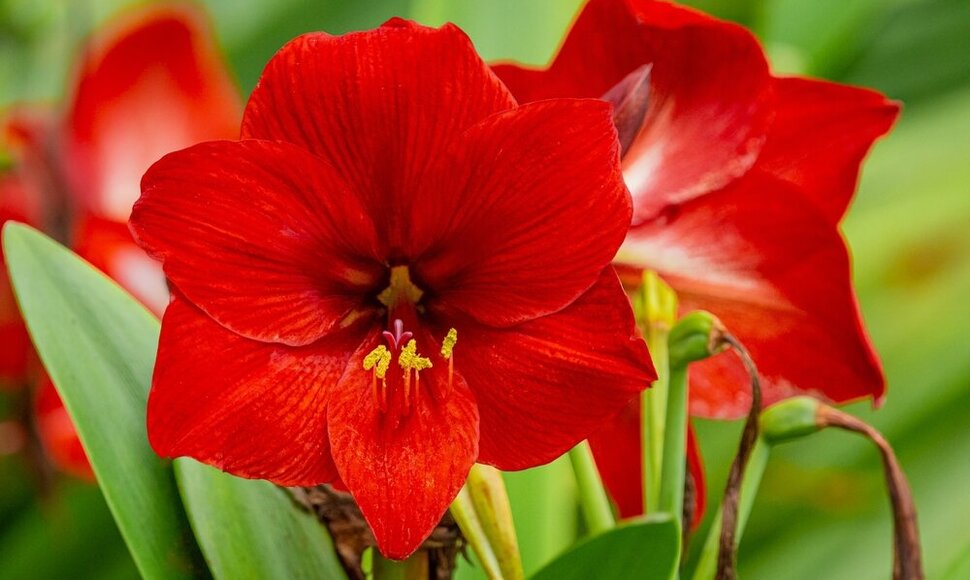 Amarilis