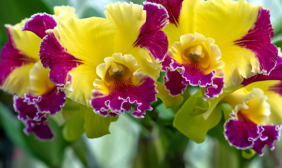 Orchidėja
