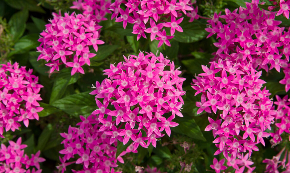 Egipto žvaigždė (Pentas lanceolata)