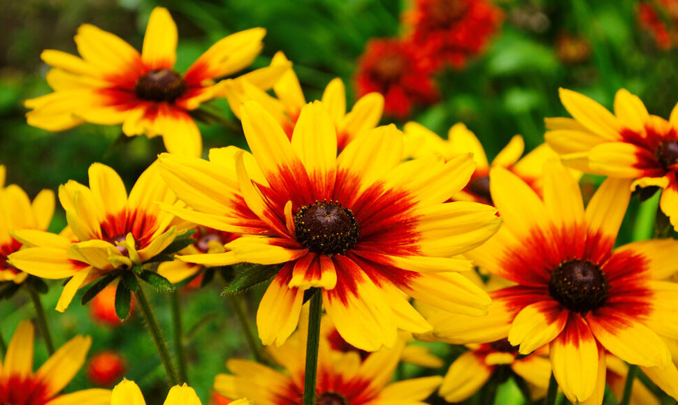 Rudbekija
