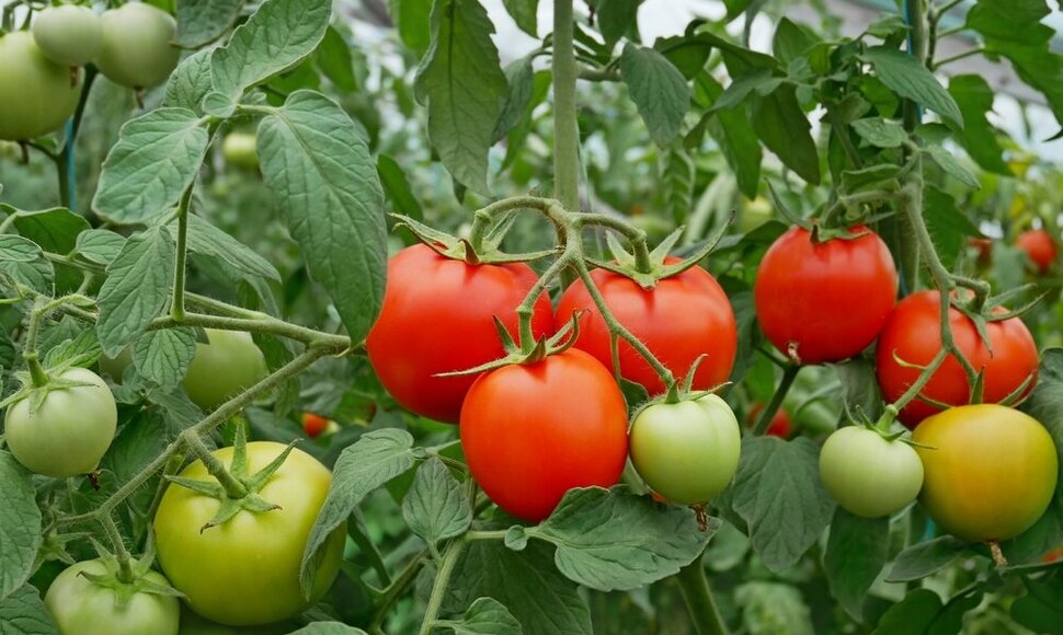 Pomidorai