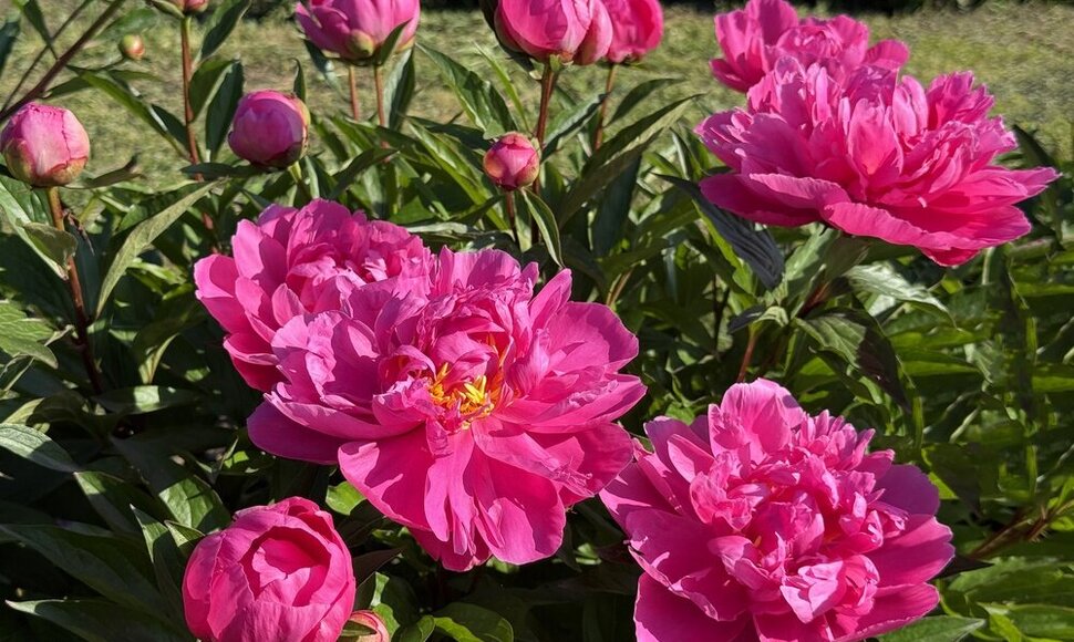 Bijūnai