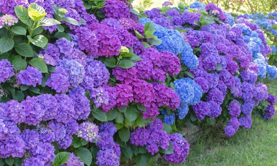Hortenzijos