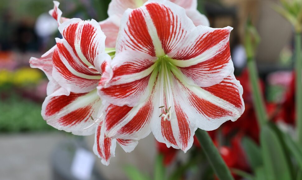 Amarilis