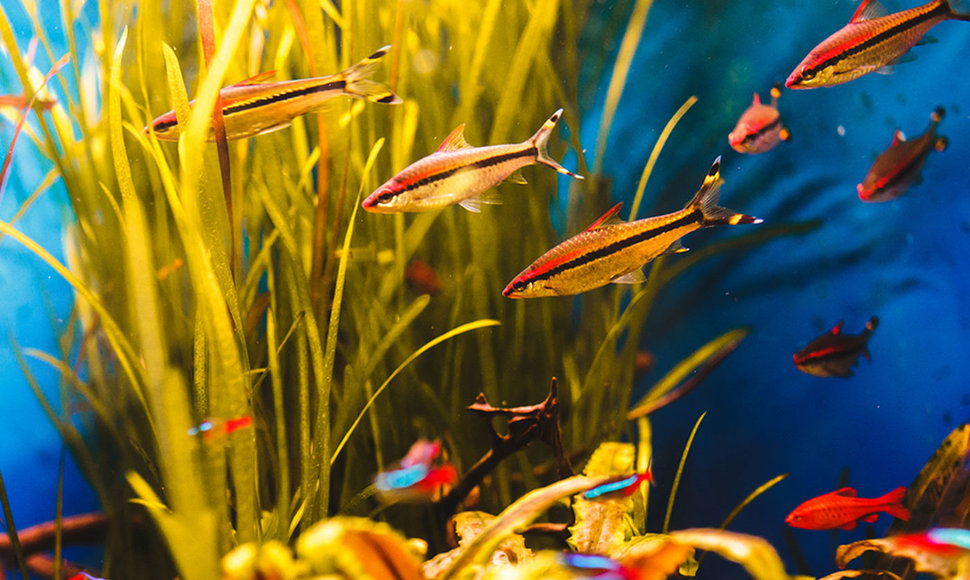 Kokias žuvis geriausia auginti mažame akvariume?