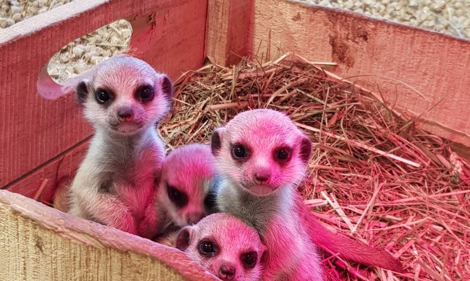 Zoologijos sode „Zoopark“ surikatos atsivedė jauniklių