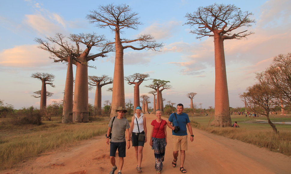 Baobabų alėja