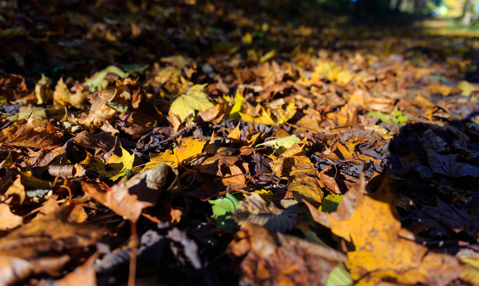 Verkių parko medžiai numetė rudeninius lapus