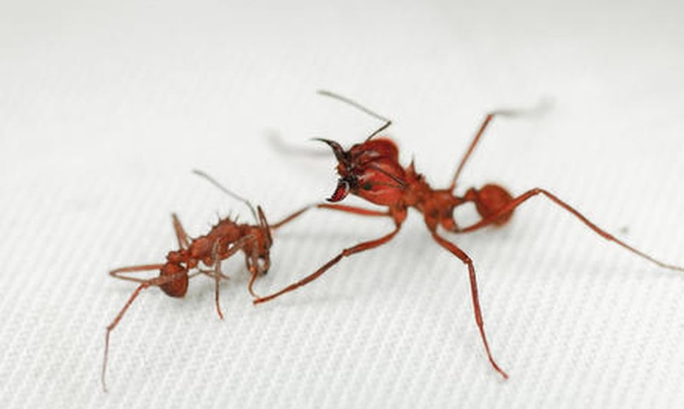 Lapkirpės skruzdėlės