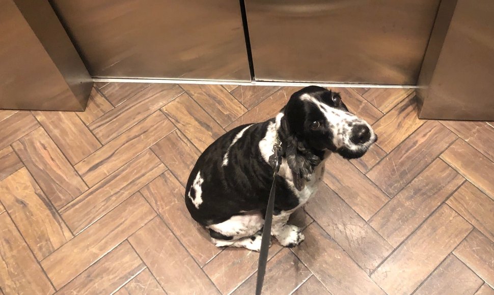 Neįprasta gelbėjimo operacija: įstrigo lifte su pavadėliu rankose, šuo – už durų